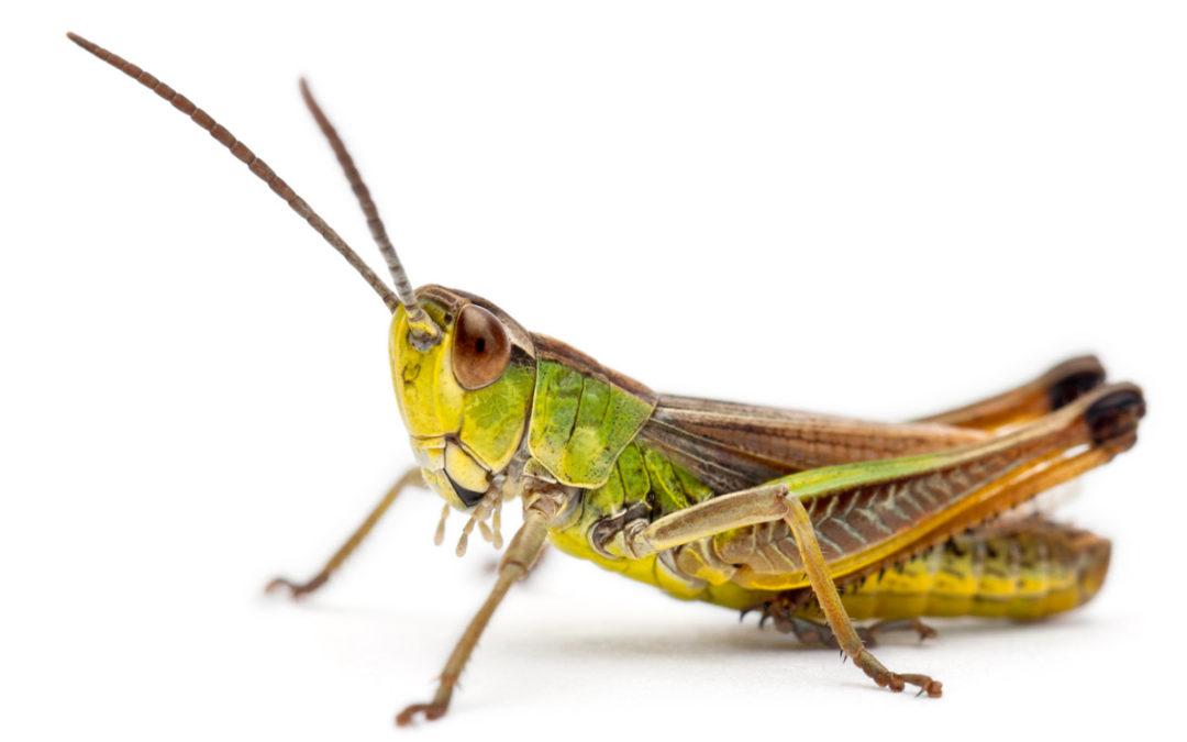 How to Identify and Get Rid of Crickets