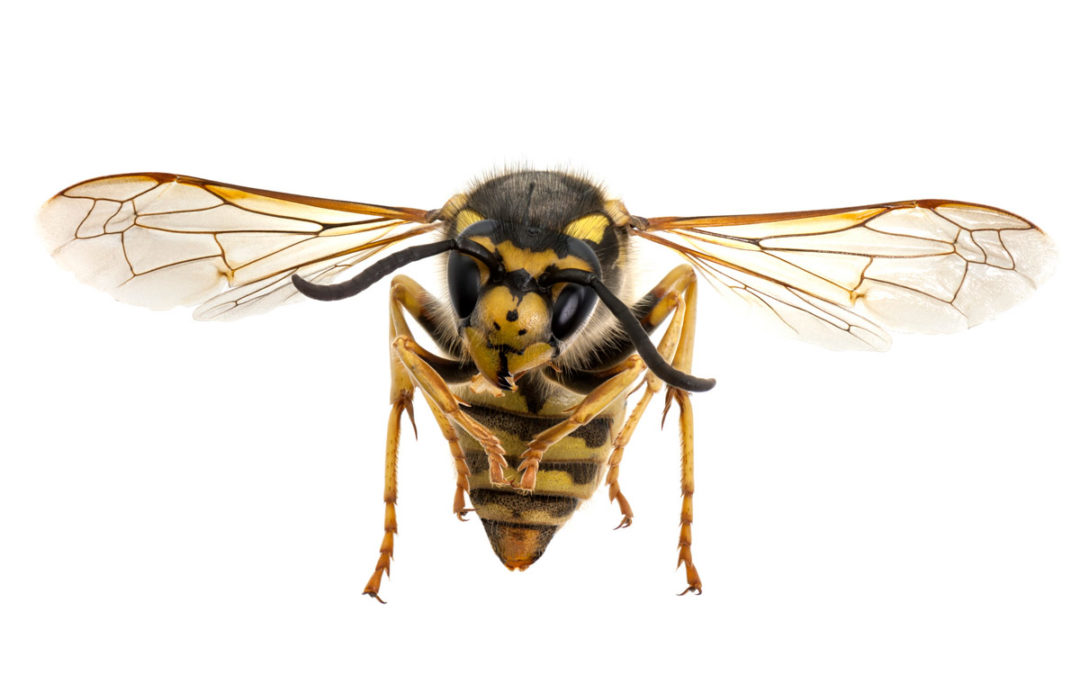 How to Identify and Get Rid of Bees and Wasps