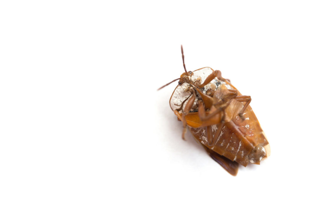 How to Identify and Get Rid of Bed Bugs