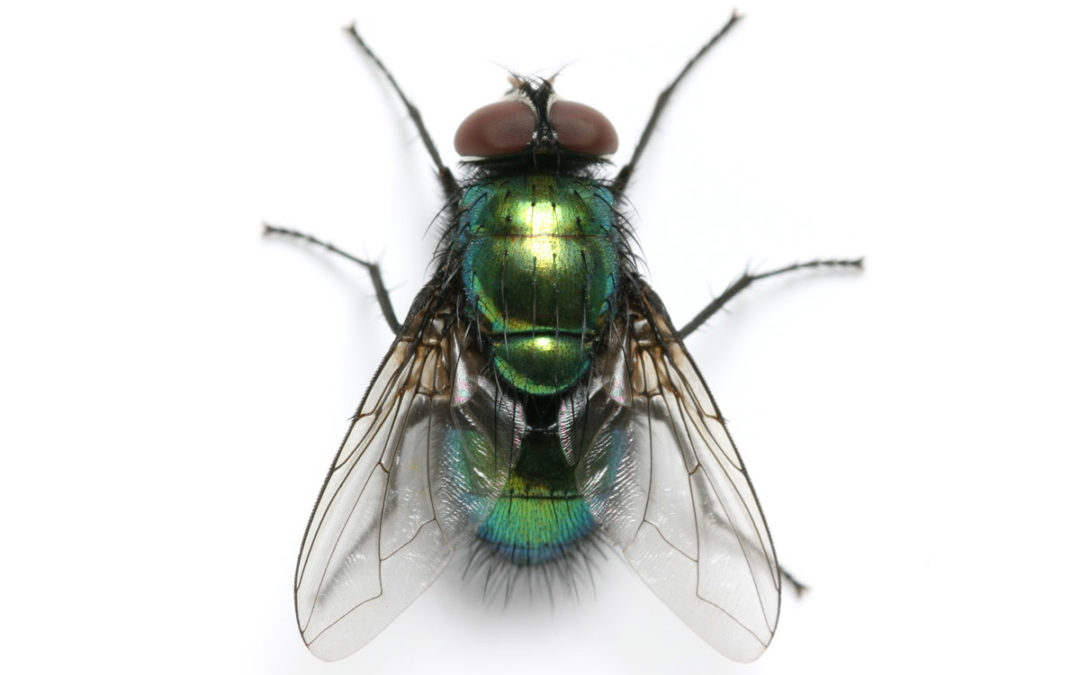 How to Identify and Get Rid of Flies