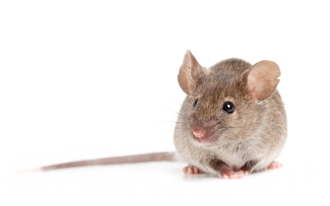 How to Identify and Get Rid of Mice and Rats