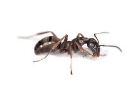 How to Identify and Get Rid of Ants